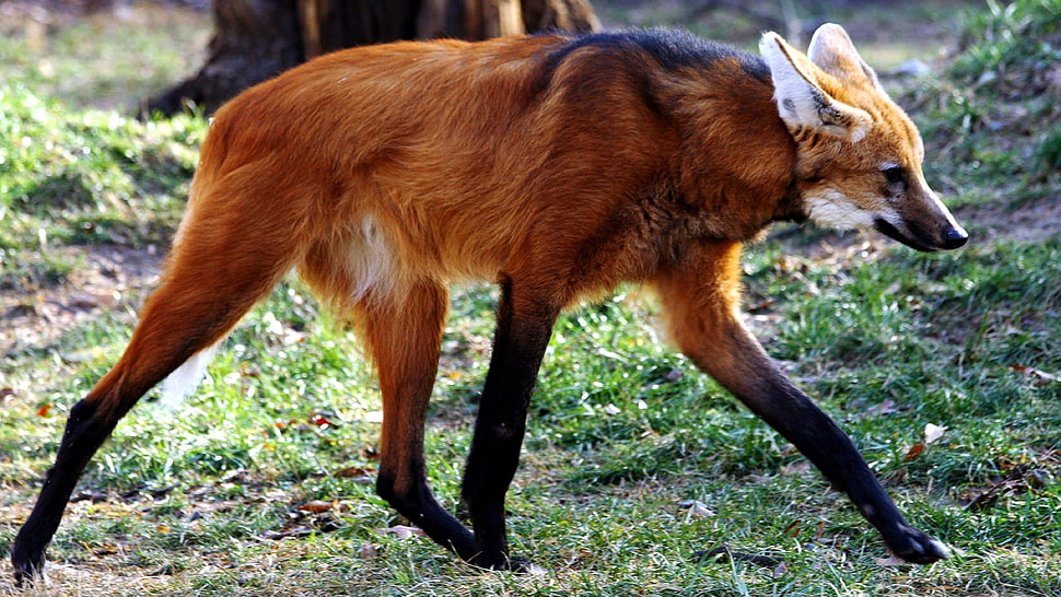 brown fox HD wallpaper